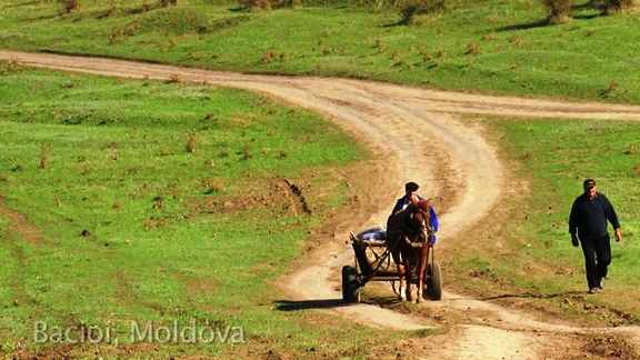 Video: In Moldova, More Trees Means More Food
